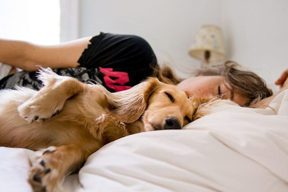 Sleeping With Dogs: Benefits For Your Health, Risks, And Precautions