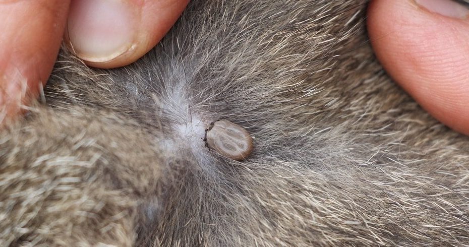 How To Remove A Tick From Your Cat In 6 Easy Steps