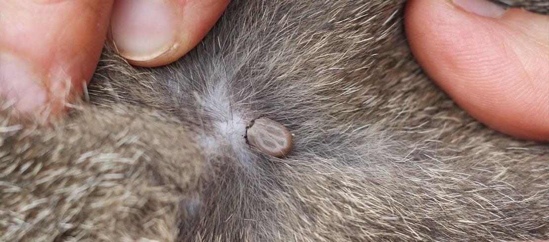 How To Remove A Tick From Your Cat In 6 Easy Steps