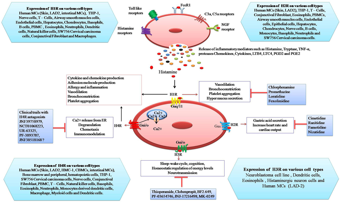 Frontiers | The Role Of Histamine And Histamine Receptors In Mast  Cell-Mediated Allergy And Inflammation: The Hunt For New Therapeutic Targets