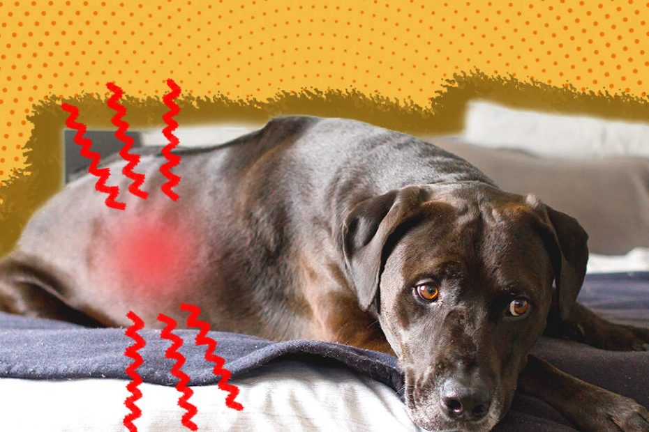 Kidney Disease In Dogs: Causes, Symptoms And Treatment - Dodowell - The Dodo