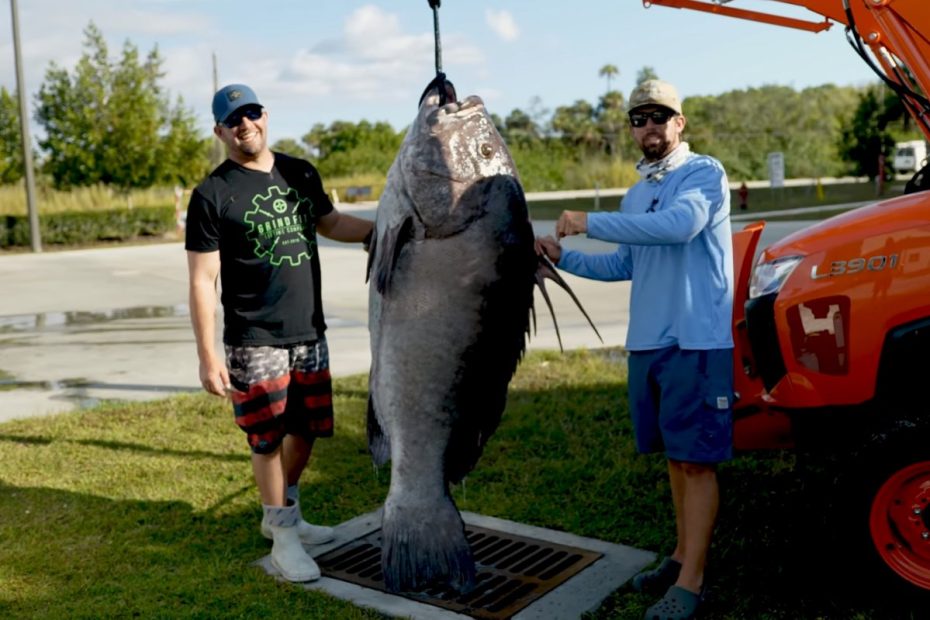 We Caught A Sea Monster': Florida Fishermen Reel In Massive Grouper -  National | Globalnews.Ca