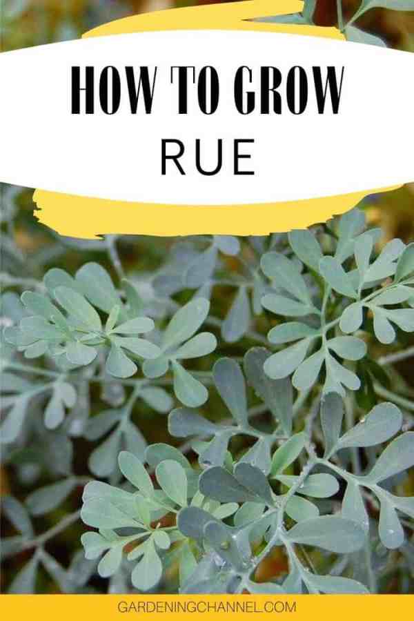 How To Grow Rue - Gardening Channel