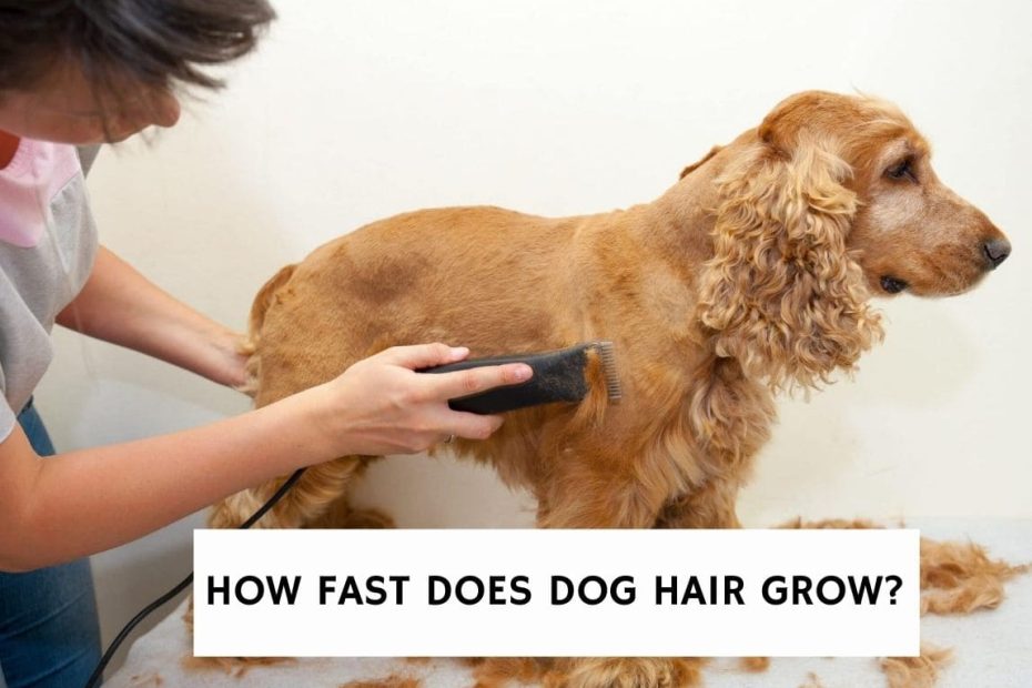 How Fast Does Dog Hair Grow? (2023) - We Love Doodles