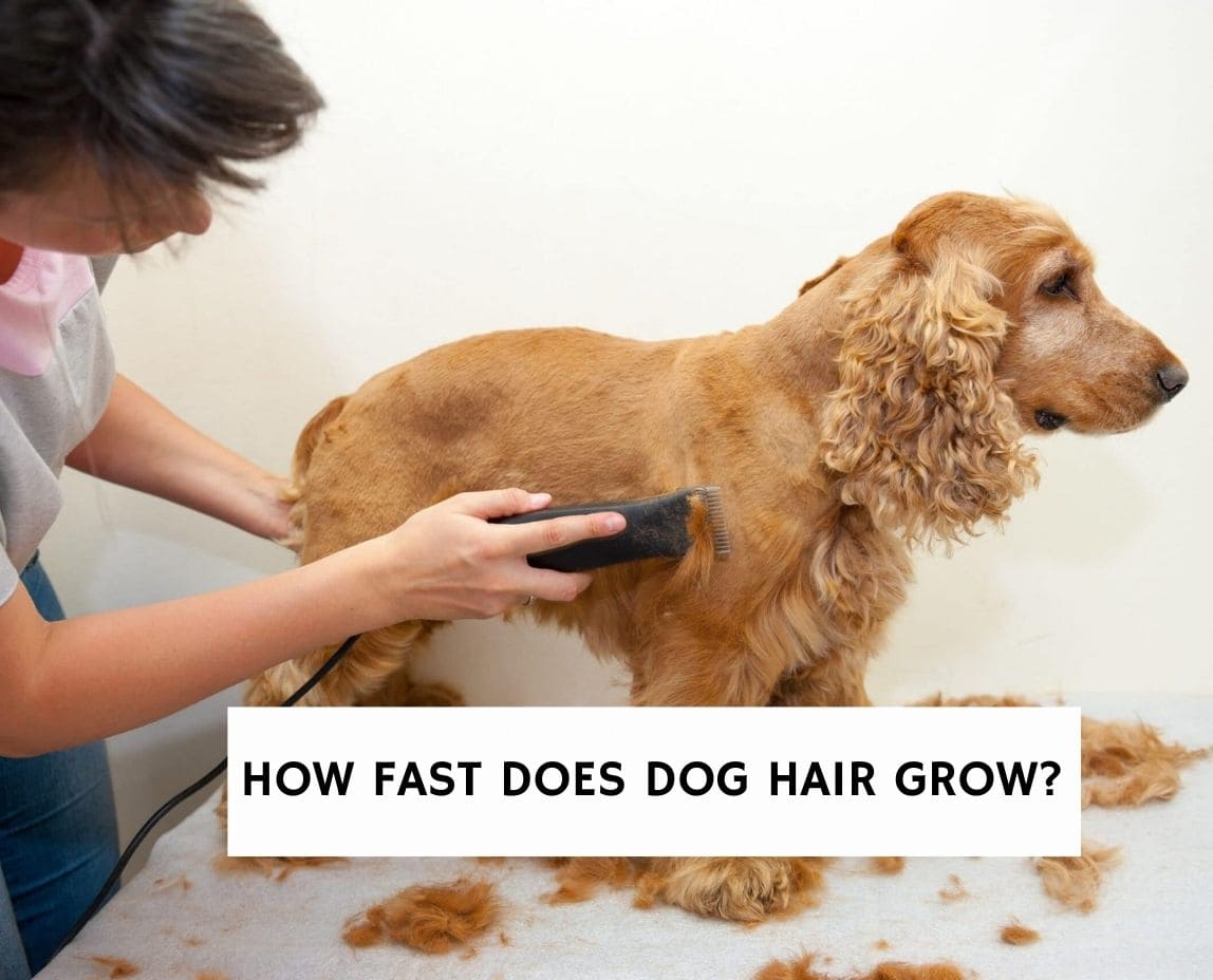 How Fast Does Dog Hair Grow? (2023) - We Love Doodles