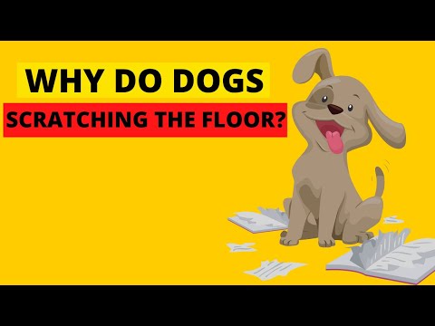 Why do Dogs Scratching the Floor at Night? This fact will shock you😱