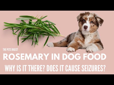 Rosemary In Your Dog's Food: Why is it there? Does it cause seizures?  Should you include rosemary?