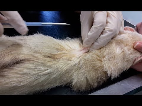 Implant Procedure In A Calm Ferret: Deslorelin Hormone Treatment For  Adrenal Disease - Youtube