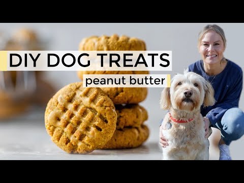 HOMEMADE DOG TREATS | easy DIY dog treats recipe