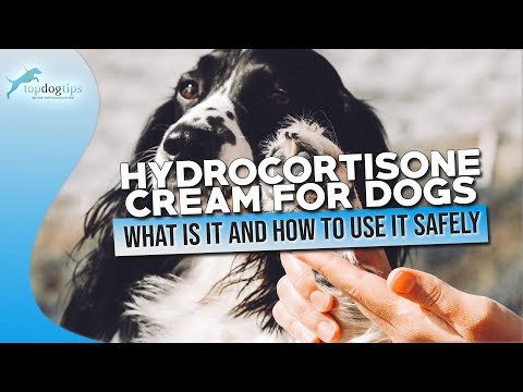 Hydrocortisone Cream For Dogs What Is It And How To Use It Safely - Youtube
