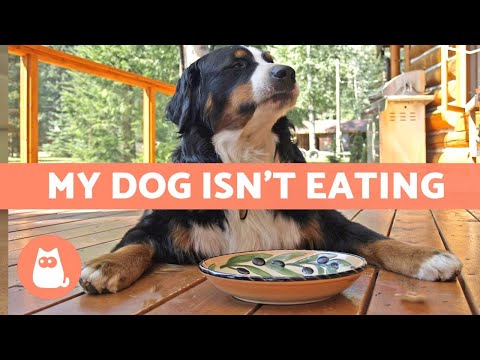 My Dog WON'T EAT Their Food 🐶 What to Do About It