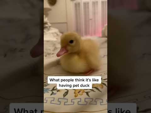 Pet Ducks - expectation vs reality