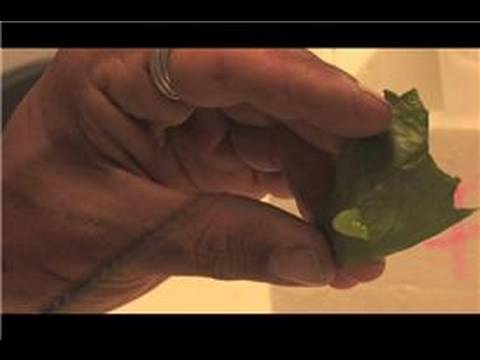 Butterflies : How Long Does A Butterfly Stay In A Chrysalis Cocoon? -  Youtube