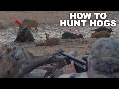 How to KILL HOGS like a MASTER | Hog Hunting 101