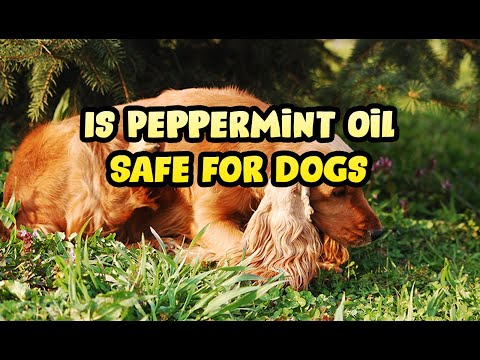 Is Peppermint Essential Oil Bad for Dogs & Puppies?
