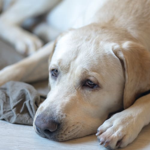 Liver Cancer In Dogs - Signs, Symtoms & Causes | Huntersville Vet |  Carolina Veterinary Specialists