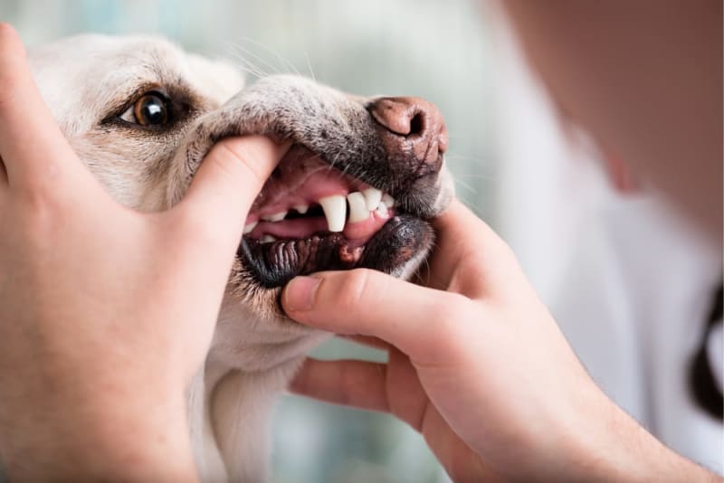 Dog Dental Care: Keeping Your Dog'S Teeth Clean | Rancho Palos Verdes Vet  Dentists