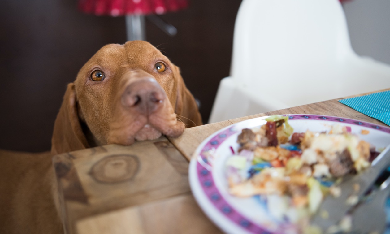 Dog Begging For Food? Here'S What To Do | Zoetis Petcare