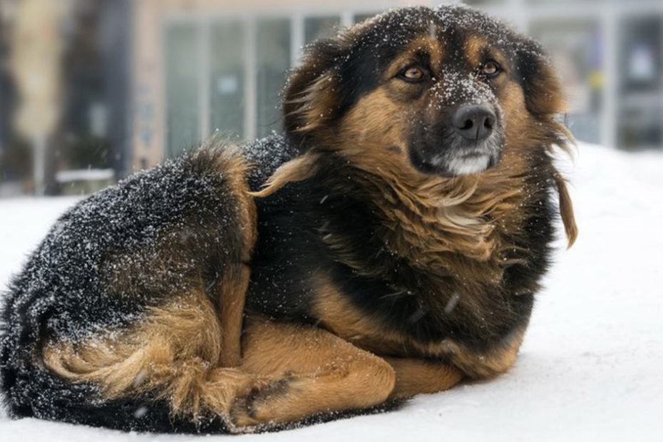 Laws Protecting Dogs Left Outside In The Cold | Libre'S Law