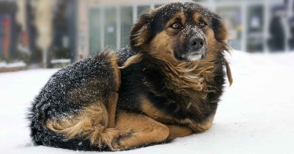 Laws Protecting Dogs Left Outside In The Cold | Libre'S Law