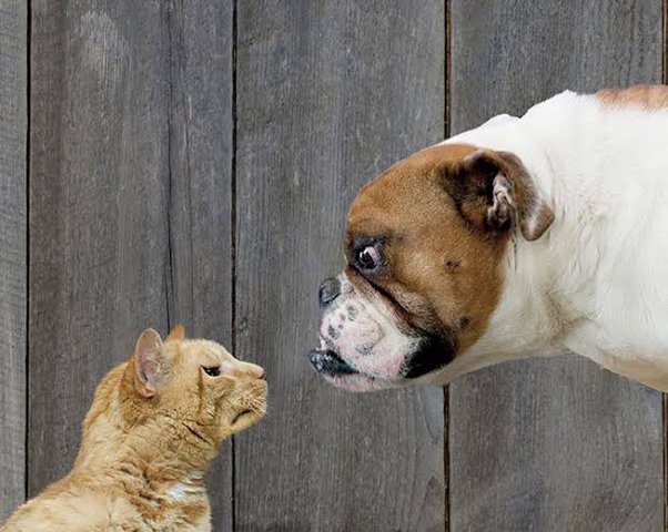 Yesterday, Street Dogs Killed My Kitten. Why Do Dogs Kill Cats? - Quora