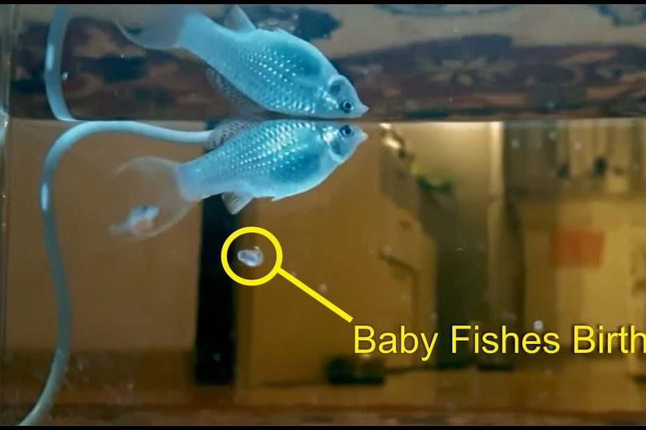 What To Expect When Your Molly Fish Is Expecting Babies | Lovetoknow Pets