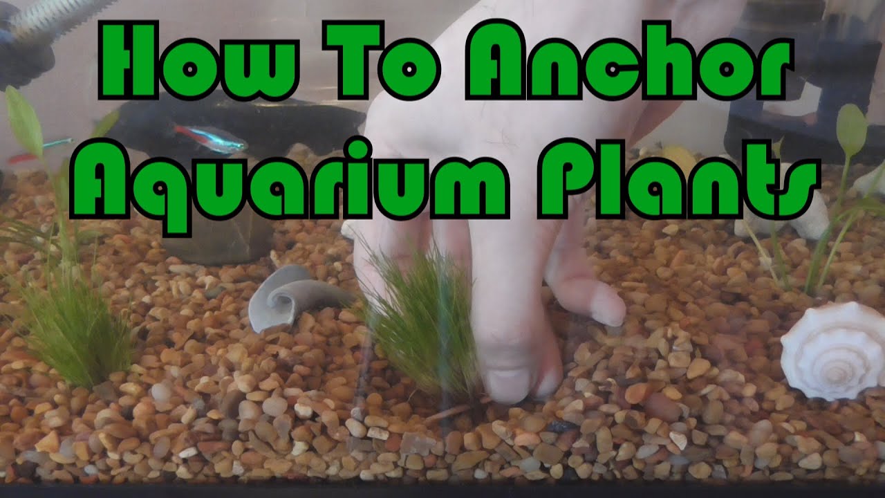 How To Anchor Aquarium Plants - Youtube