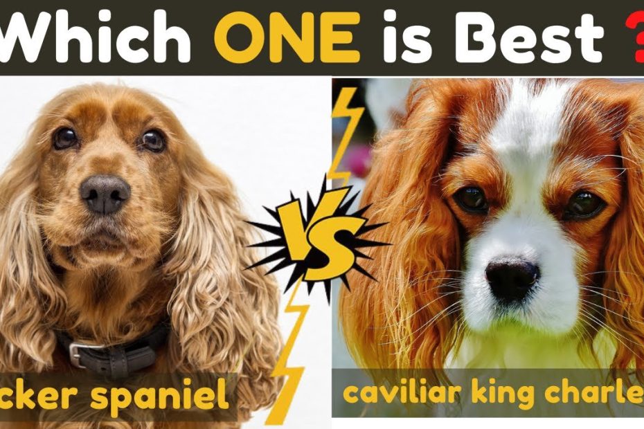 Cocker Spaniel Vs Cavalier King Charles Spaniel - Comparison Between Two  Dogs Breed - Youtube