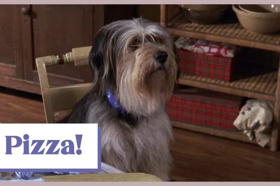 Meet Paul Anka The Dog, Back For The Gilmore Girls Revival | The Dog People  By Rover.Com