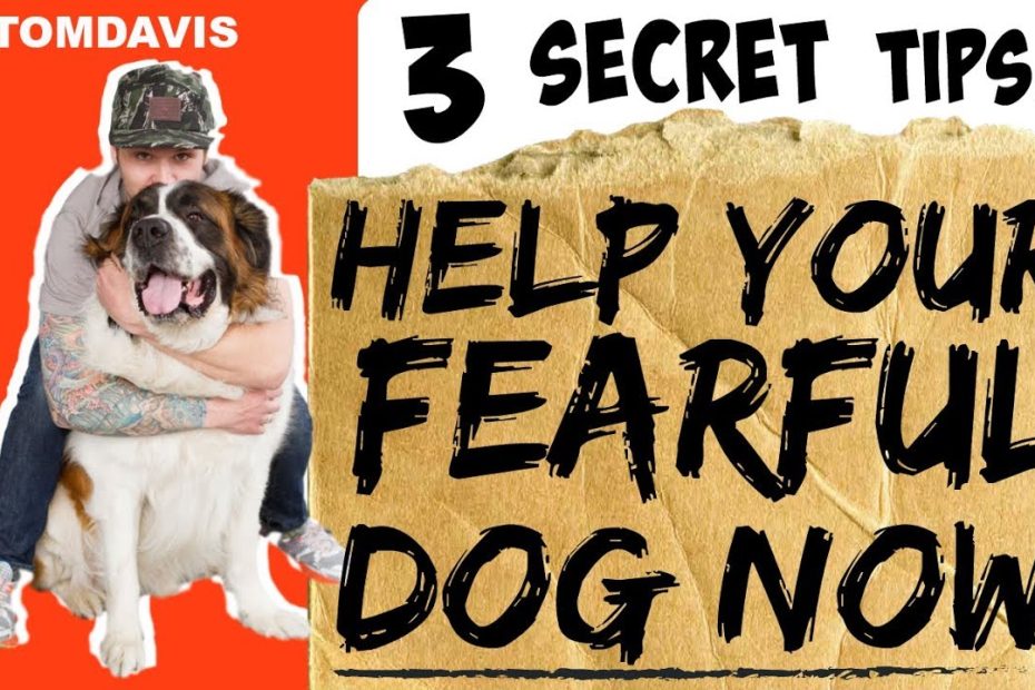 How To Build Confidence In Your Dog / How Do I Train My Fearful Dog? -  Youtube