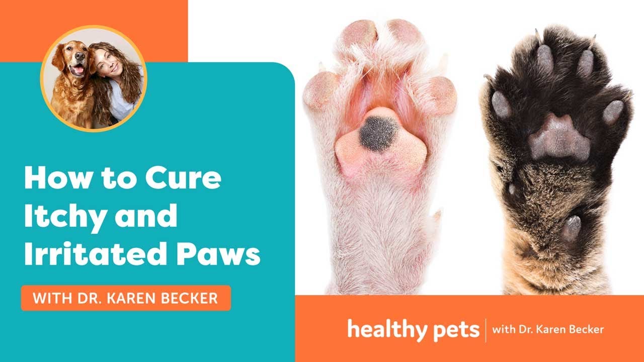 How To Cure Itchy And Irritated Paws - Youtube