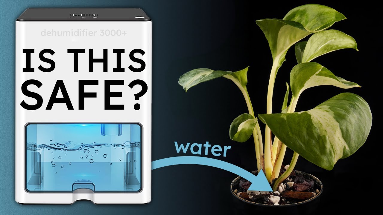 Is Dehumidifier Water Safe For Plants? - Youtube