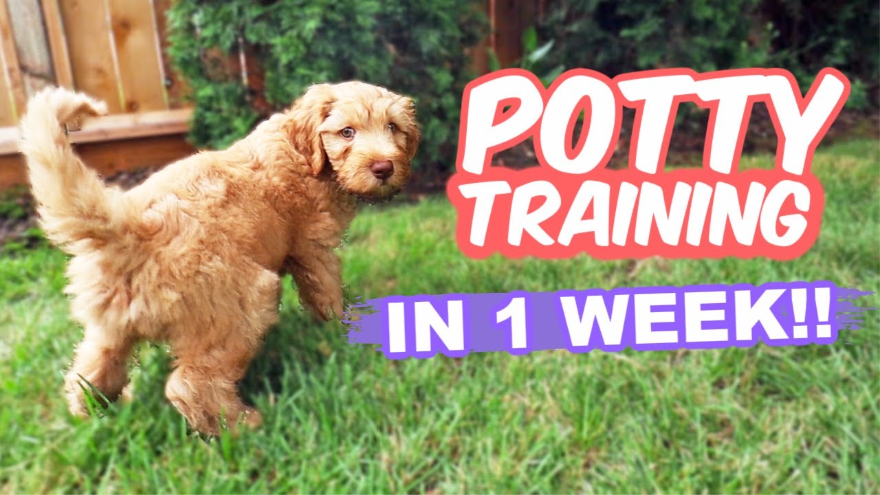 How To: Potty Train Your Puppy Fast!! 🐶 10 Week Old Puppy Trained In 1  Week!!! - Youtube