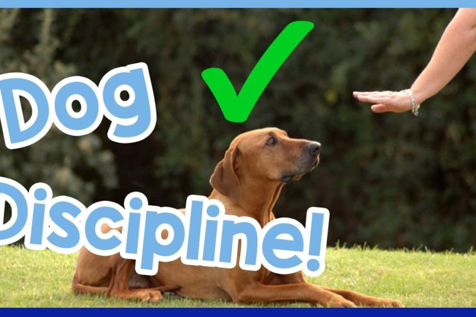 How To Correctly Tell A Dog Off! Dog Discipline Vs. Punishment! - Youtube