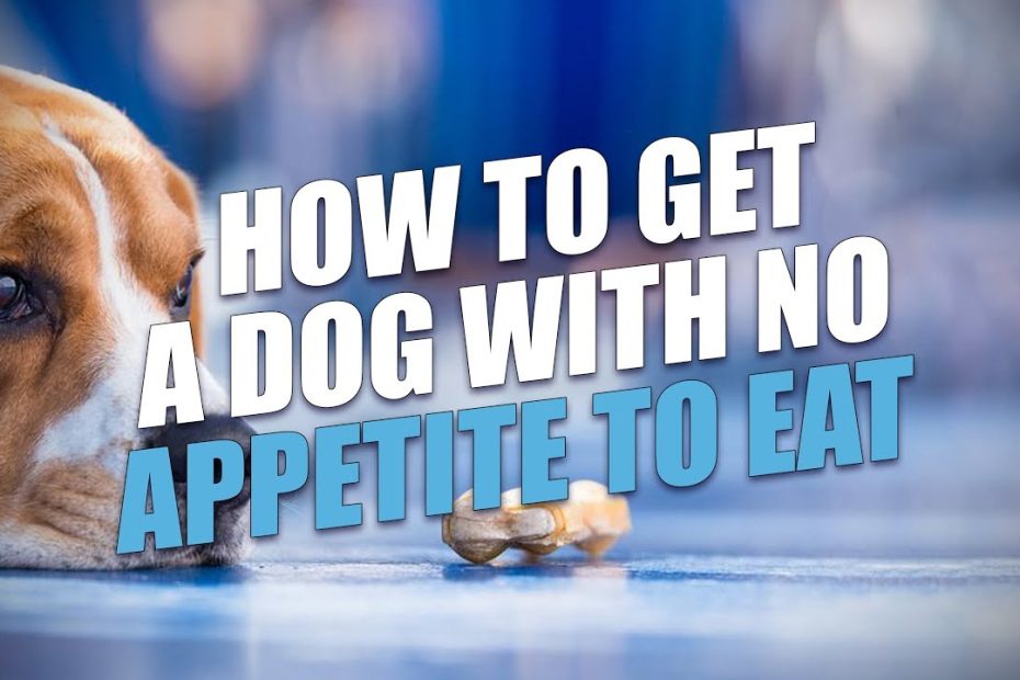 How To Get A Dog With No Appetite To Eat (A Simple Solution) - Youtube