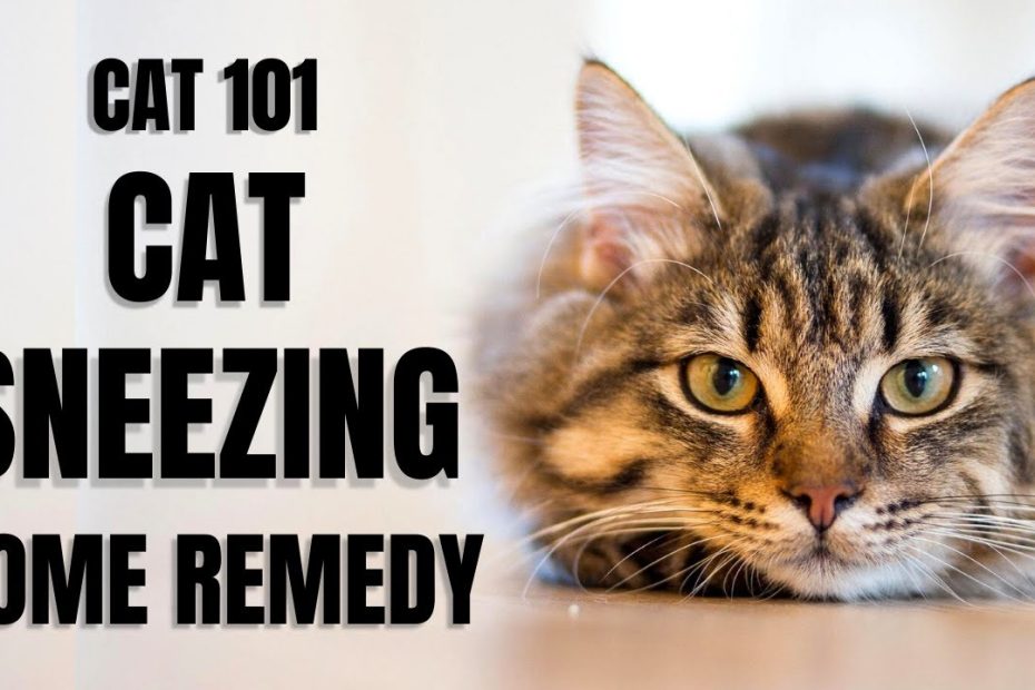 Cats 101 : Cat Sneezing Home Remedy - Youtube