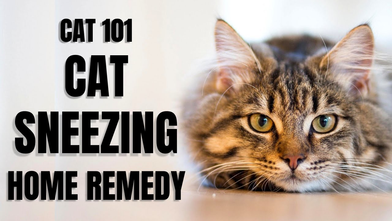 Cats 101 : Cat Sneezing Home Remedy - Youtube