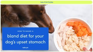 How To Feed Your Dog A Bland Diet - The Ultimate Guide – The Native Pet