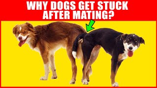 Why Dogs Get Stuck After Mating - Breeding Process Explained - Youtube