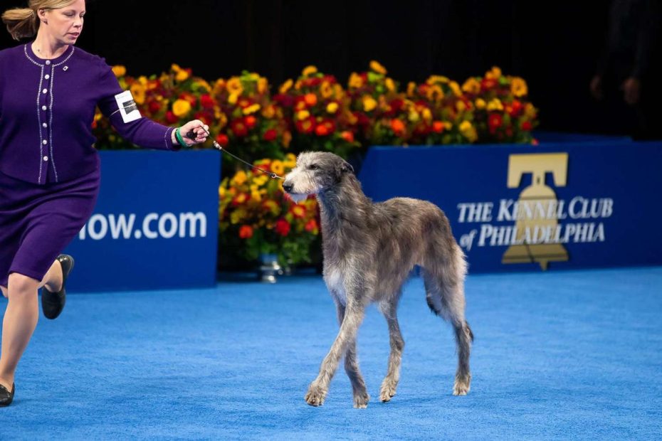 How To Watch The 2022 National Dog Show