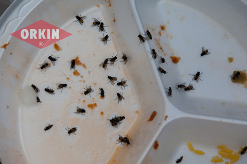 What Are Flies Attracted To | Get Rid Of Flies | Orkin