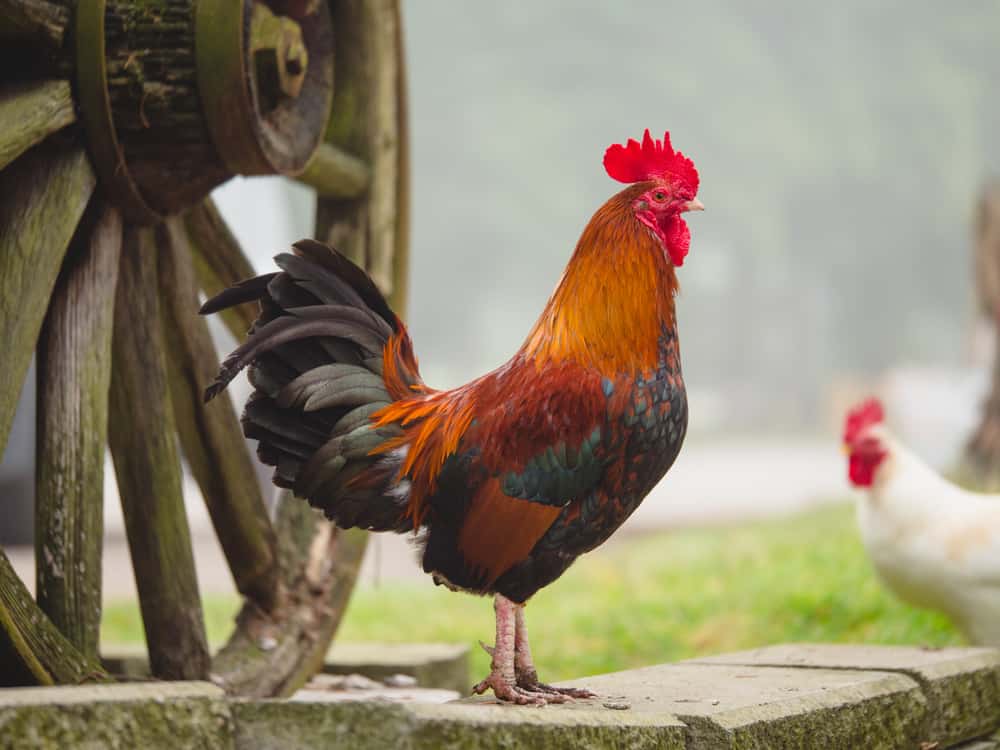 Rooster Symbolism: 18 Spiritual Meanings Of Rooster