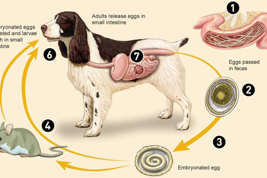 Roundworm Infection - Close Veterinary Clinic