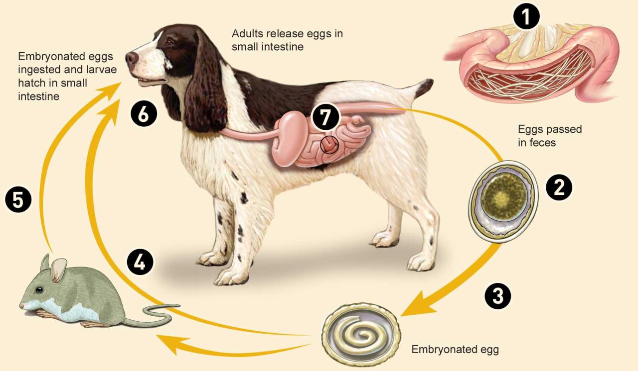 Roundworm Infection - Close Veterinary Clinic