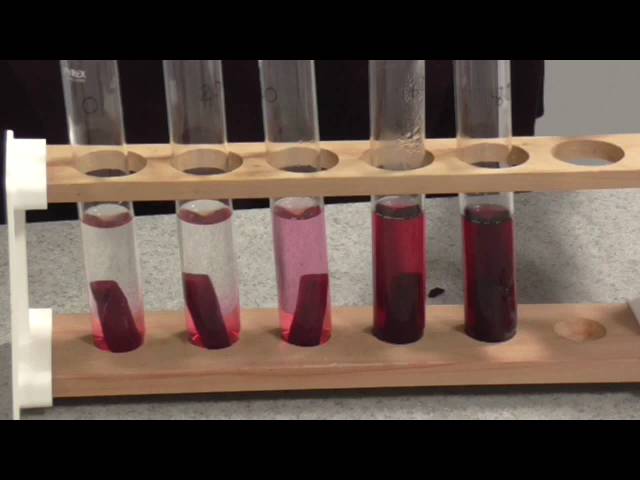 Membrane Permeability Beetroot Practical - Youtube