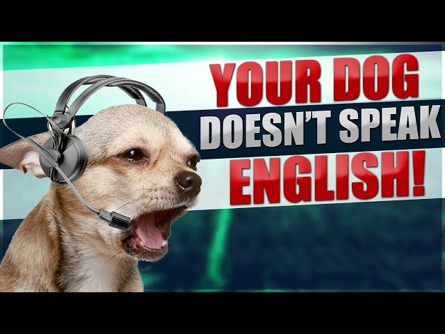 What Dogs Actually Hear When You Talk To Them! - Youtube