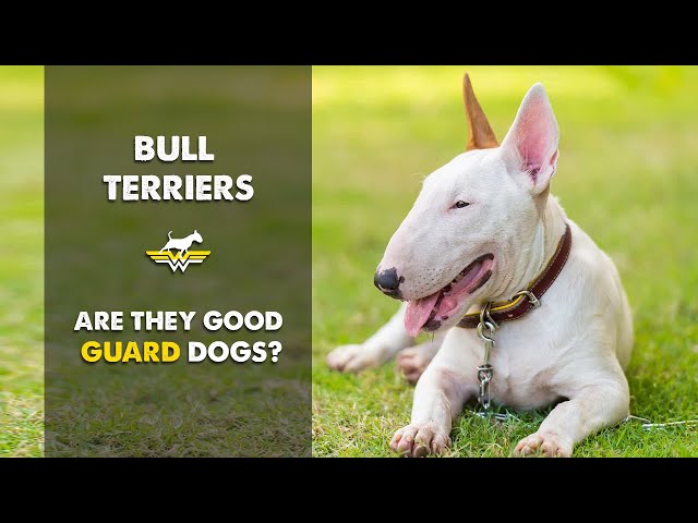 Bull Terriers- Are They Good Guard Dogs ? - Youtube