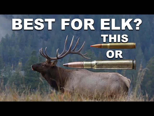 Best Elk Cartridges! Really? - Youtube