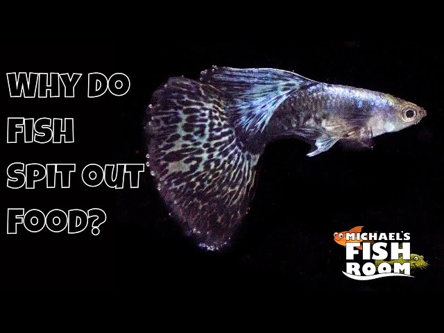 Why Do Fish Spit Out Food? - Youtube