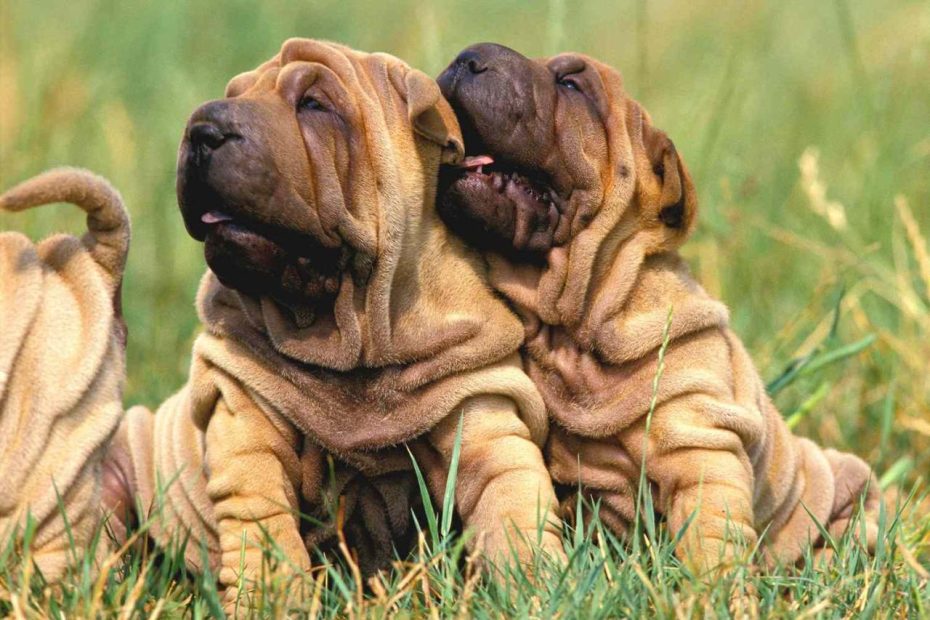 Chinese Shar-Pei Dog Breed Information And Characteristics